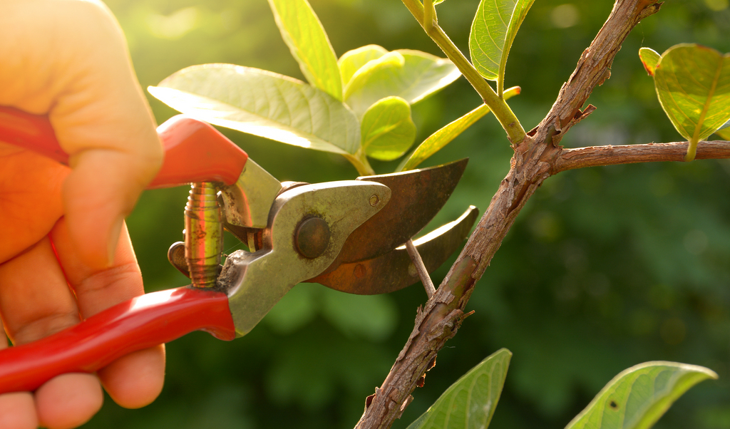 Como podar suas plantas de maneira correta
