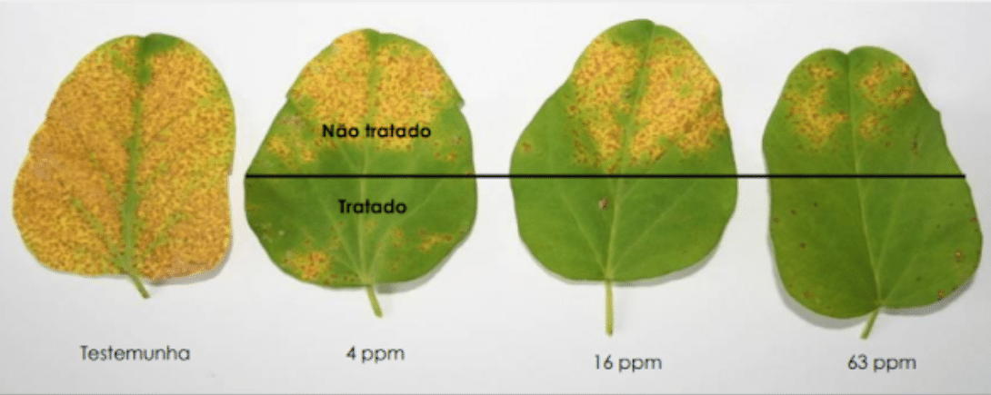 Quatro folhas, lado a lado, com diferentes concentrações de fungicidas sistêmicos e efeitos em locais diferentes da aplicação. A primeira está toda amarelada, a segunda tem grande parte amarelada, a terceira apenas a parte superior e a quarta alguns pontos na parte superior