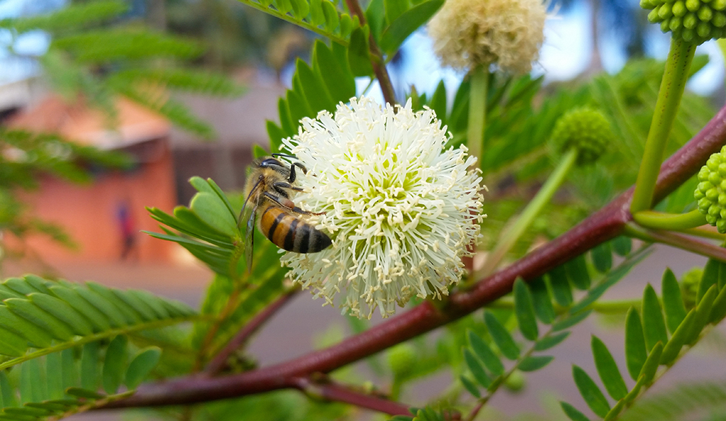 O Angico é um exemplo de planta melífera. Apresenta casca grossa,  rugosa, cor creme e inflorescência em formato de globo