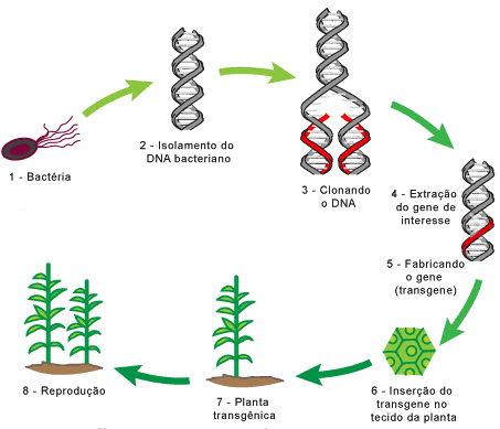 Processo de formação de uma planta transgênica