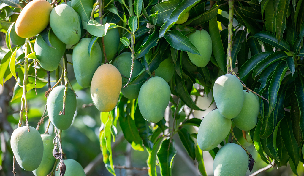 Pé de manga Espada repleto de frutos verdes