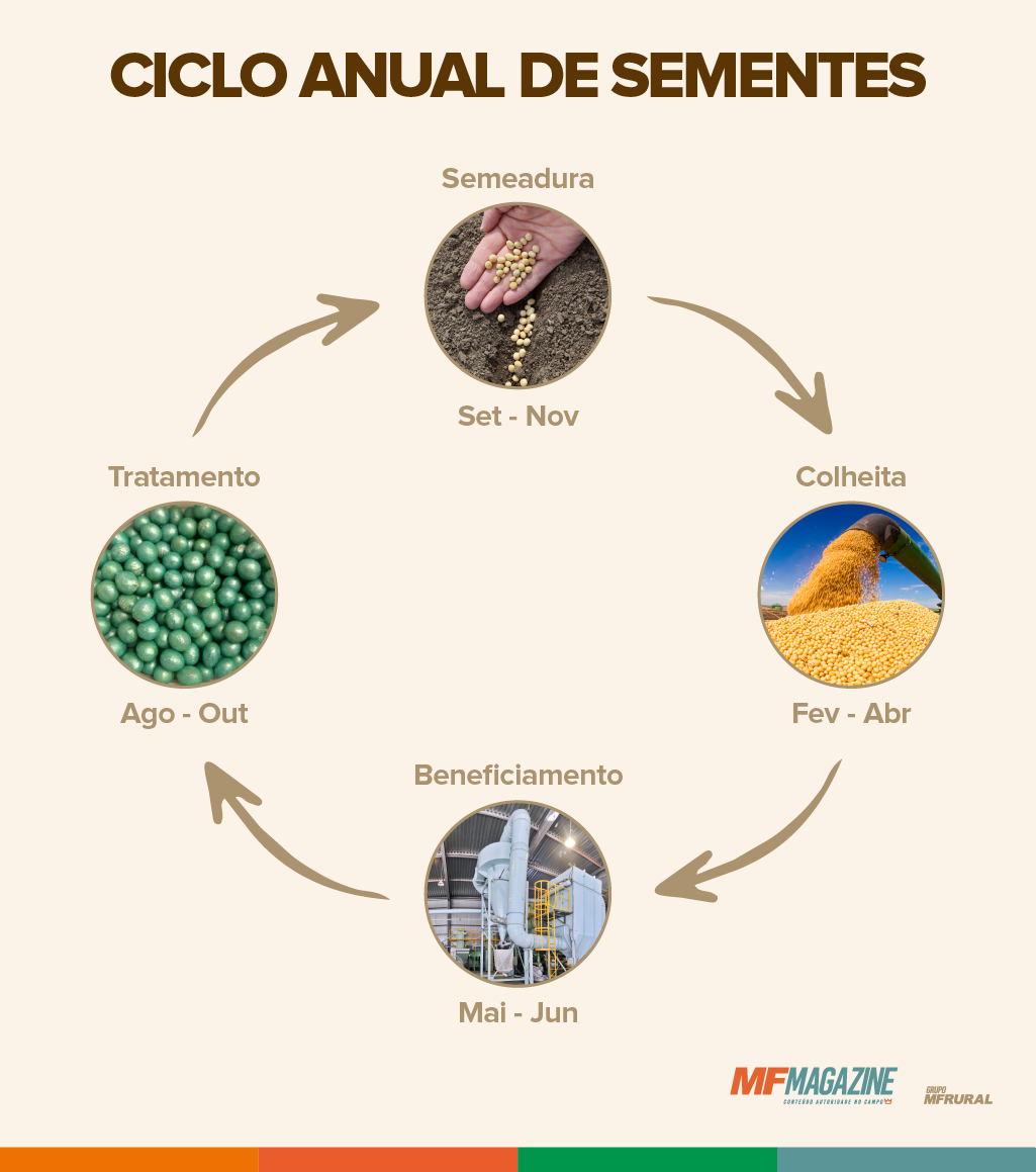 Infográfico demonstrando o ciclo anual de sementes de soja, passando pela semeadura, colheita, beneficiamento e tratamento, com os respectivos intervalos em meses