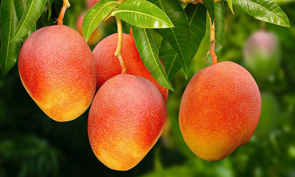 Destaque para os frutos de manga Rosa no pé, com coloração primordialmente avermelhada e parte amarelada