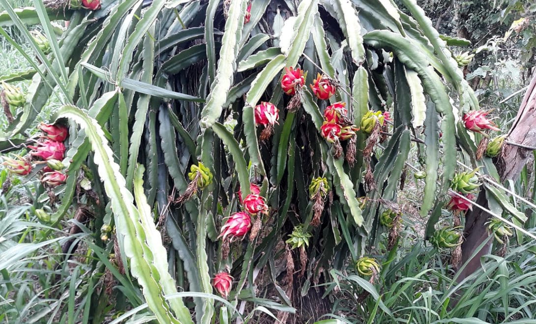 Cultivo desse fruto pelo produtor