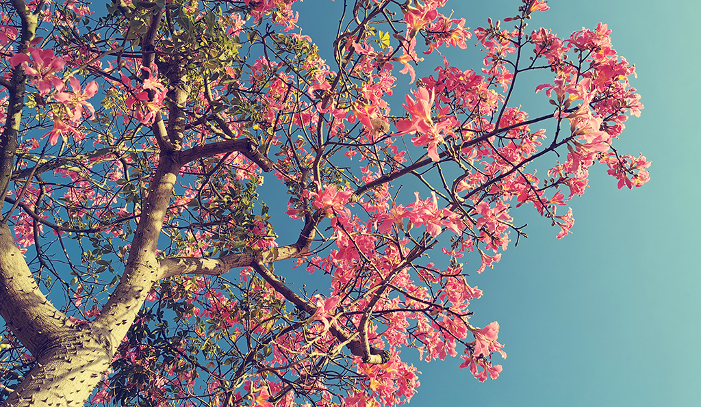 Paineira em período de floração, com destaque para as flores de cor rosa