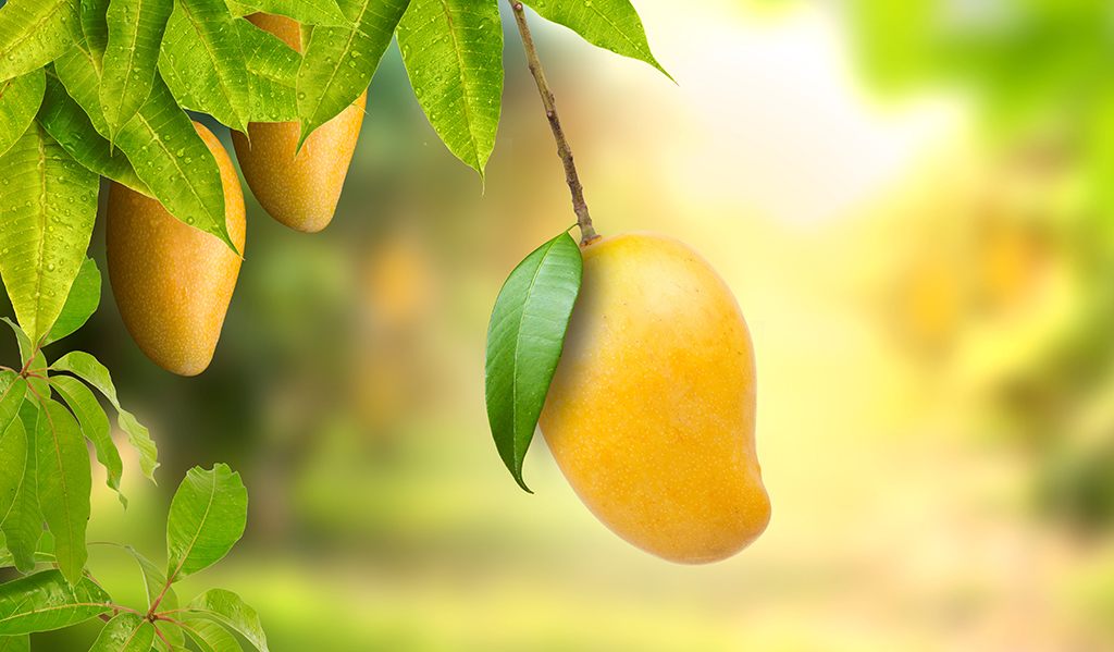 Manga em destaque no pé. A fruta apresenta coloração amarela e folhagens verdes