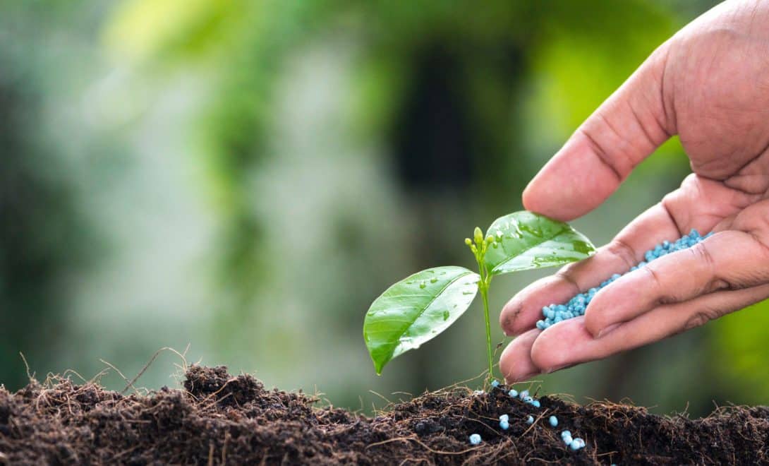 Mão depositando fertilizante químico em solo com planta emergente