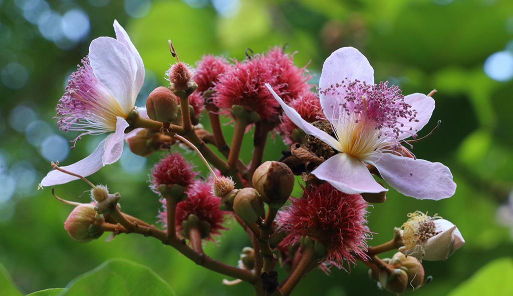 Urucuzeiro em período de floração
