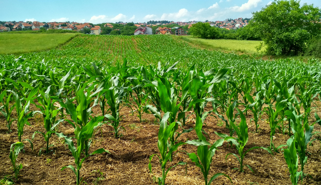 Plantação à frente e casas ao fundo