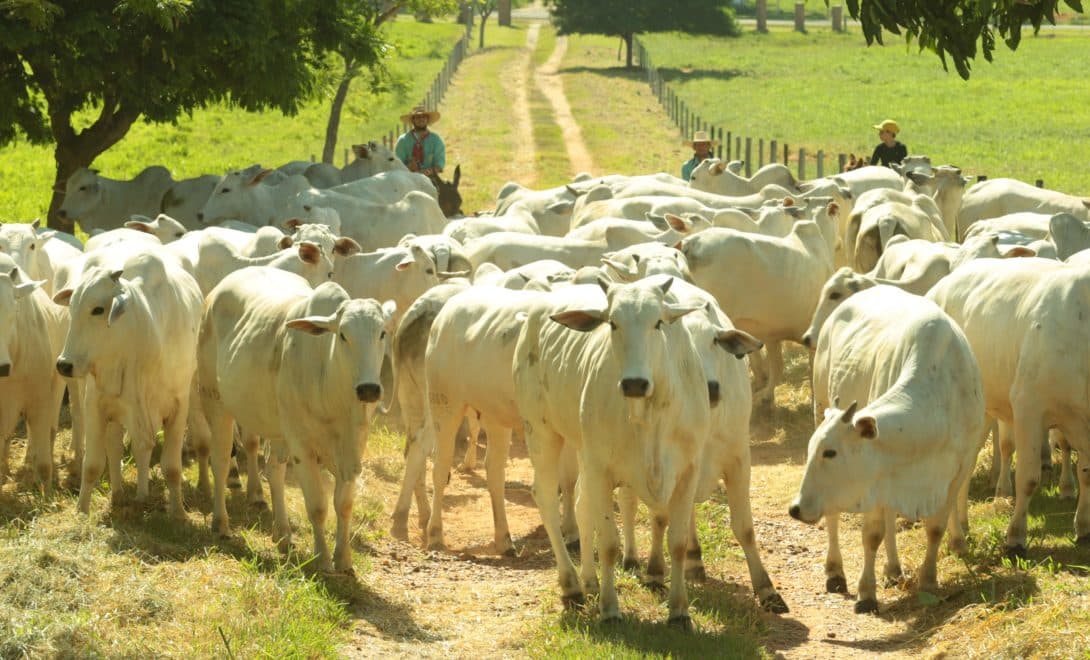 Gado nelore em estrada de propriedade rural