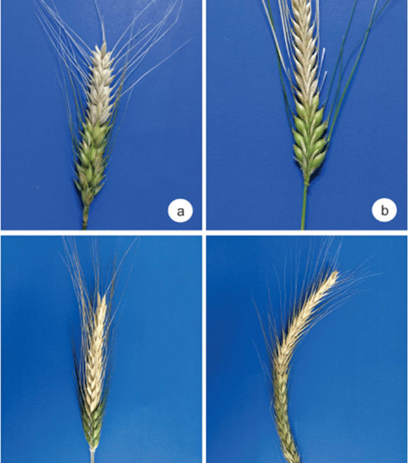 Sintoma de brusone com branqueamento da porção superior da espiga a partir do ponto de infecção em espigas de trigo, cevada, triticale e centeio