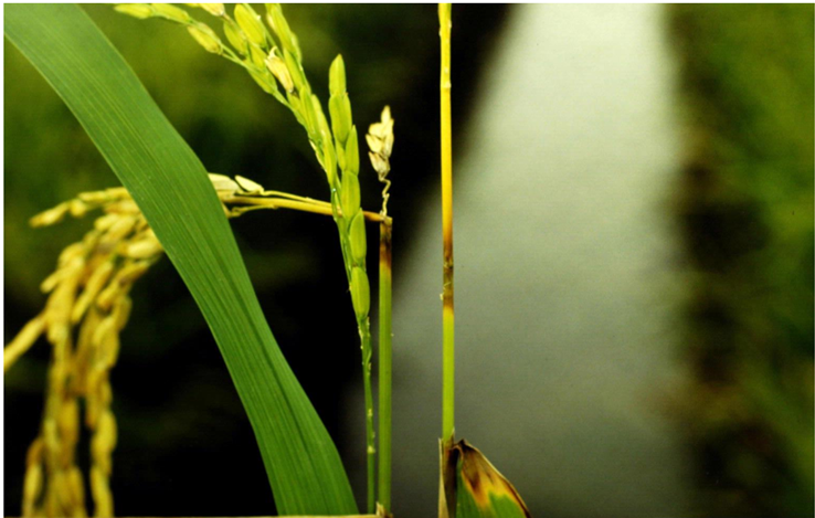 Sintoma de brusone denominado "pescoço quebrado" que a quebra da panícula do arroz