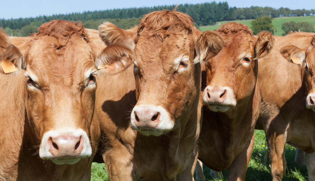 Animais da raça Limousin lado a lado, com destaque para os olhos marcados, uma das principais características da raça