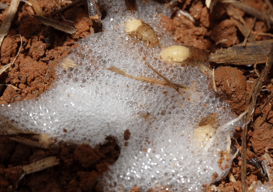 Cigarrinha-das-raízes da cana-de-açúcar produzindo espuma durante a sua fase de ninfa, momento ideal para realizar o controle com o fungo M. anisopliae 
