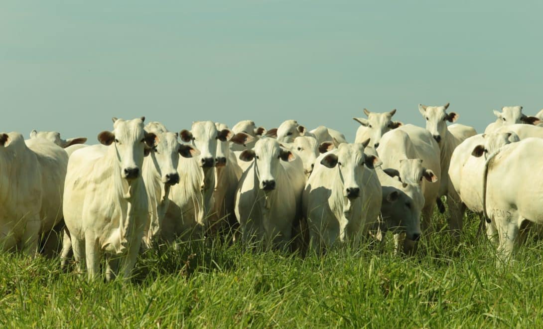 Rebanho de Nelore em pasto