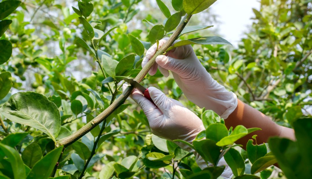 Técnica de enxertia em plantas: métodos, benefícios e dicas