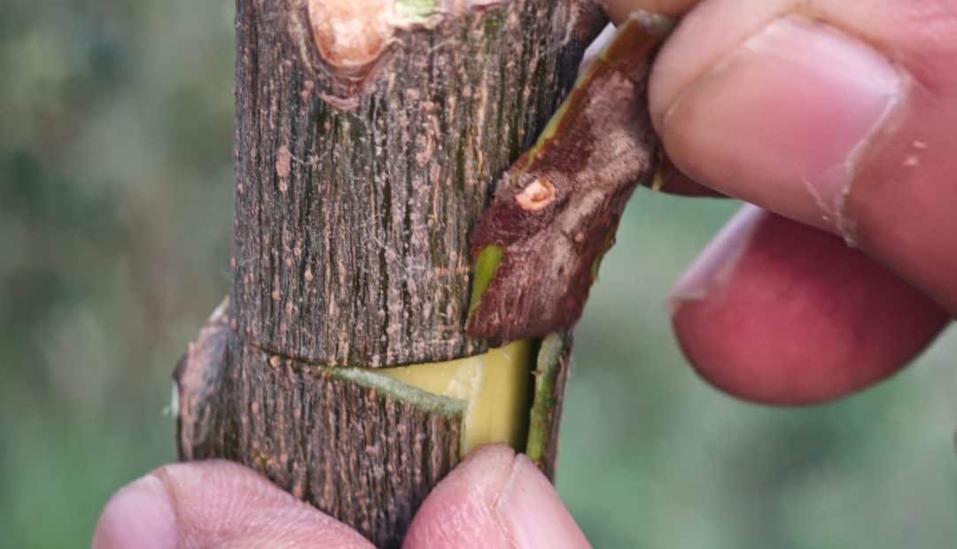 Mãos realizando o enxerto de casca em planta