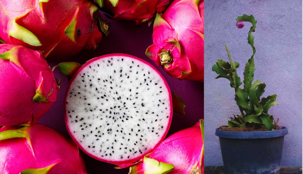 Pitaya cortada mostrando polpa e sementes. Vaso com cultivo de pitaya.
