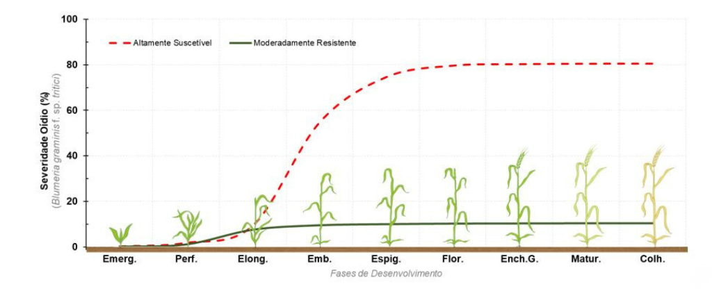 Gráfico comparativo de danos causados  pelo oídio em dois cultivares de trigo
