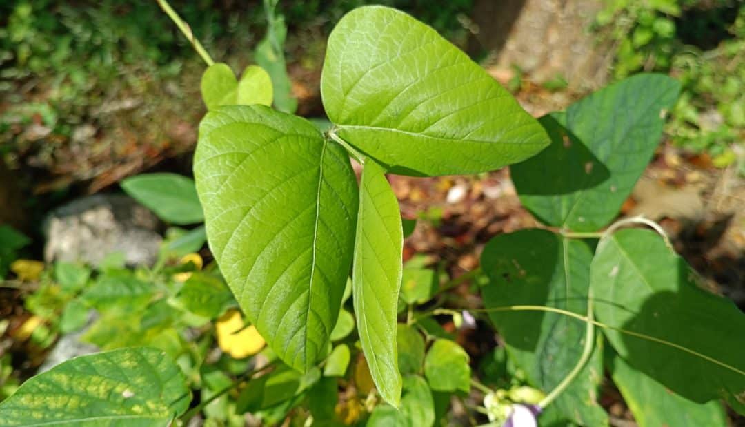 Foco em folhas de mucuna em área plantada
