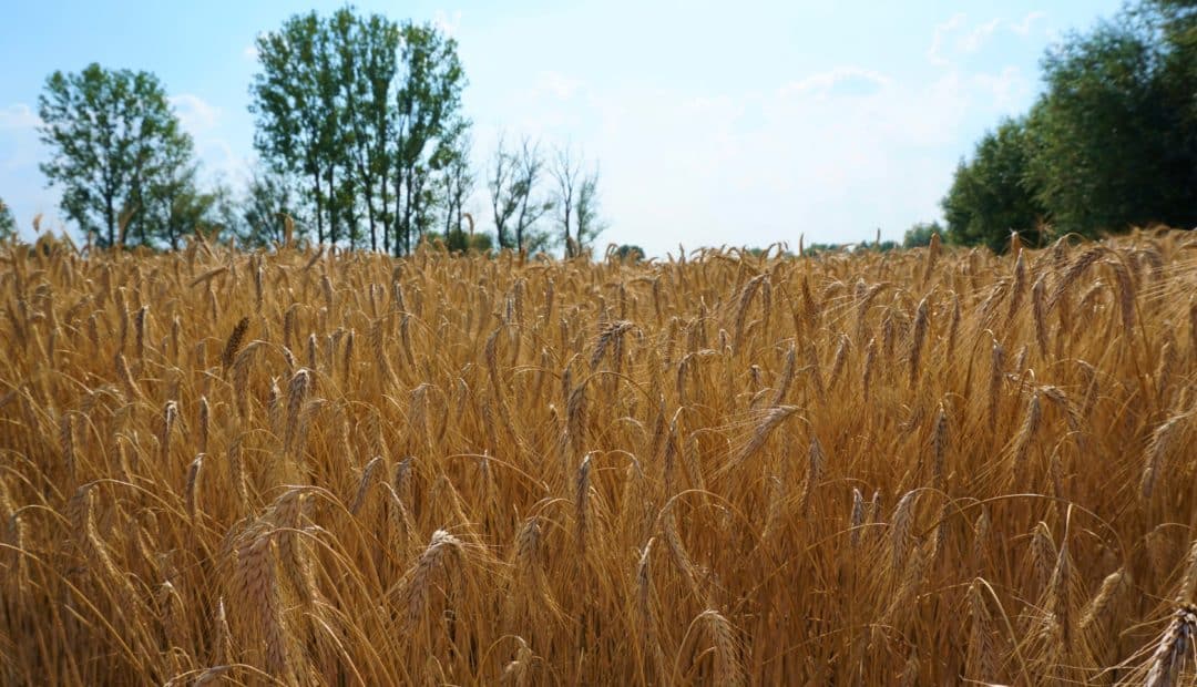 Imagem de campo de triticale com árvores verdes ao fundo