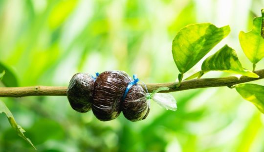 Técnica de alporquia: como multiplicar suas plantas de forma eficiente