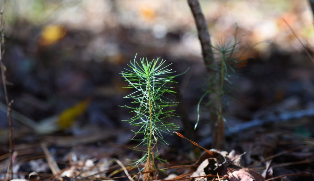 Planta monocotiledônea emergente em foco