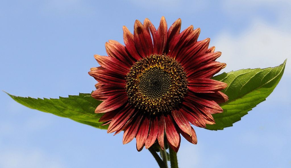 girassol vermelho com folhas lateriais com fundo de céu azul