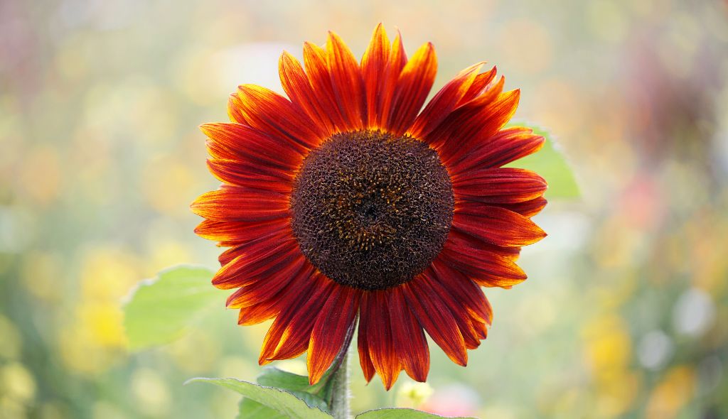 Flor de girassol vermelho em primeiro plano