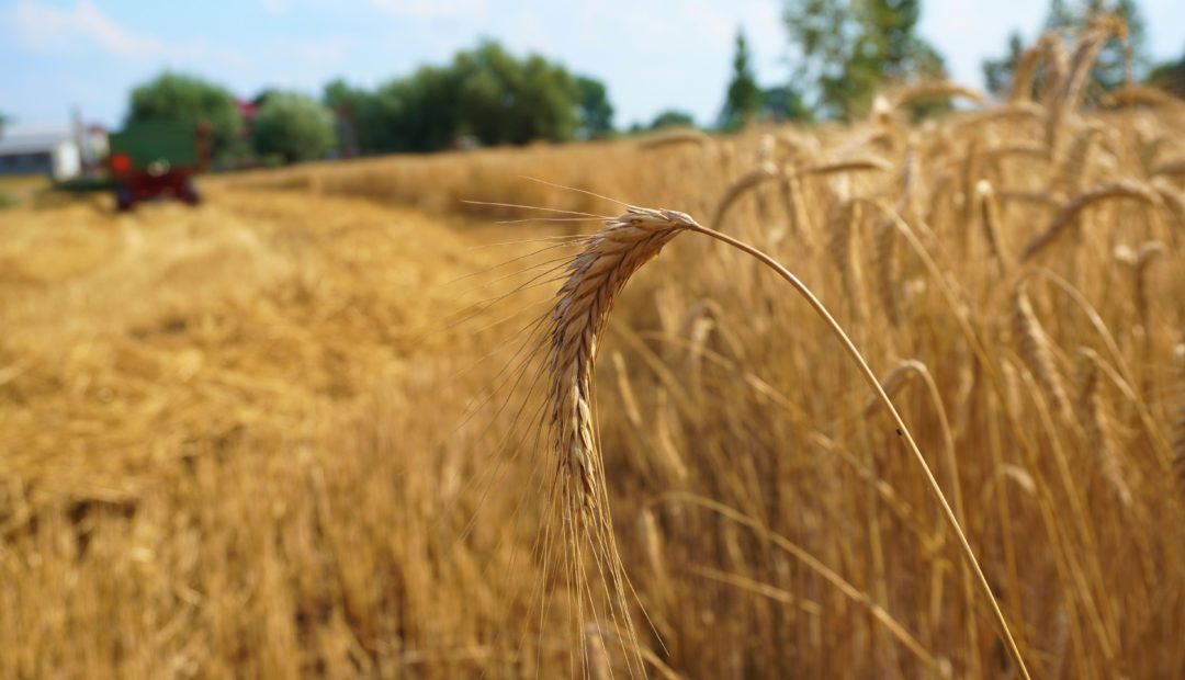 Colheita de triticale com colhedora ao fundo em imagem desfocada e foco em linhas de triticale para serem colhidas