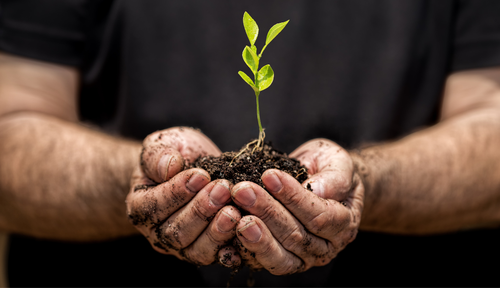 Mãos sujas de terra segurando uma pequena quantidade de terra com uma planta verde ao centro
