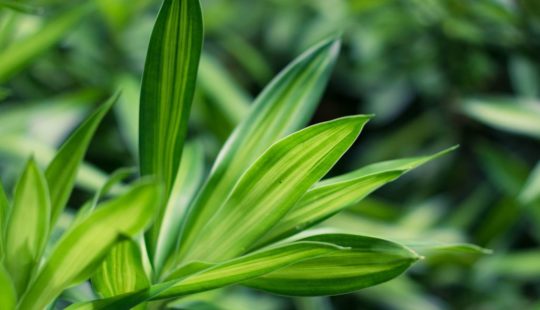 Conheça os principais tipos de dracena e saiba como realizar seu plantio