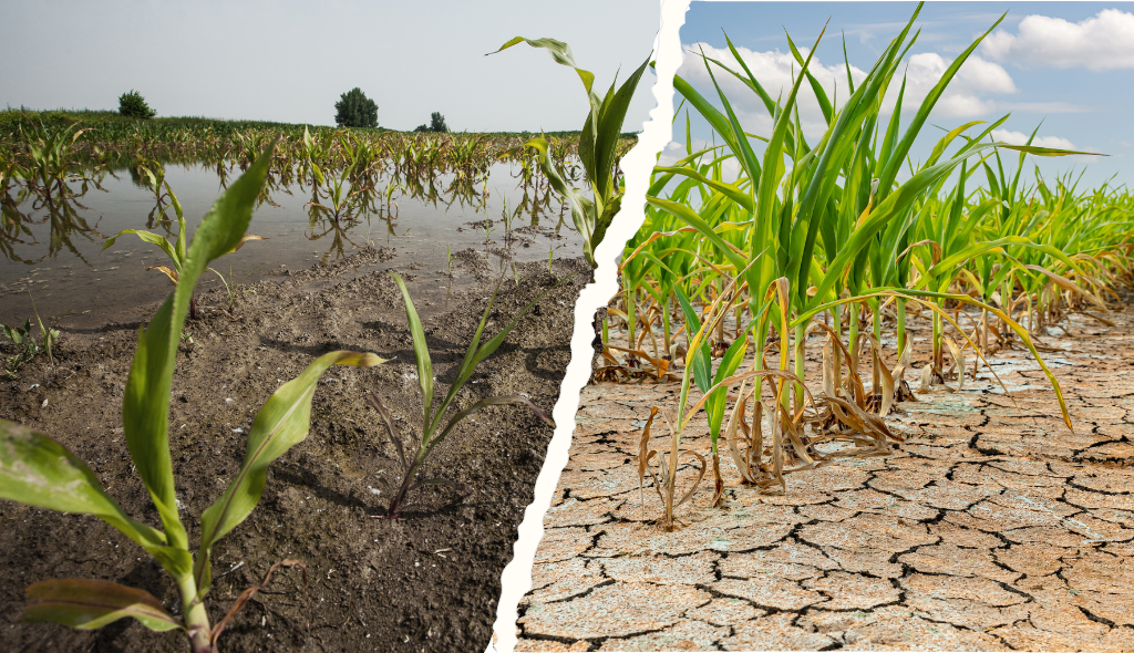 Proagro: cobertura, regras e incidência deste seguro agrícola
