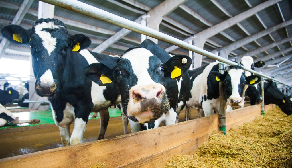 Vacas malhadas alimentando-se em confinamento