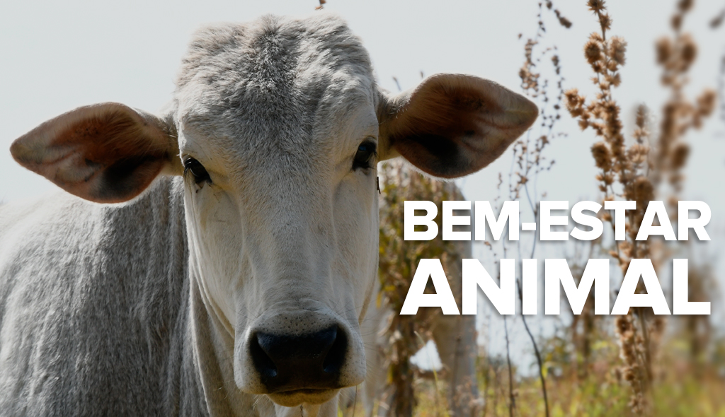 Bem-estar animal: o que é, regulamentação e boas práticas