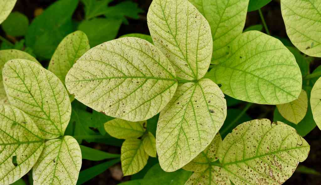 Deficiências nutricionais em plantas: como identificar?