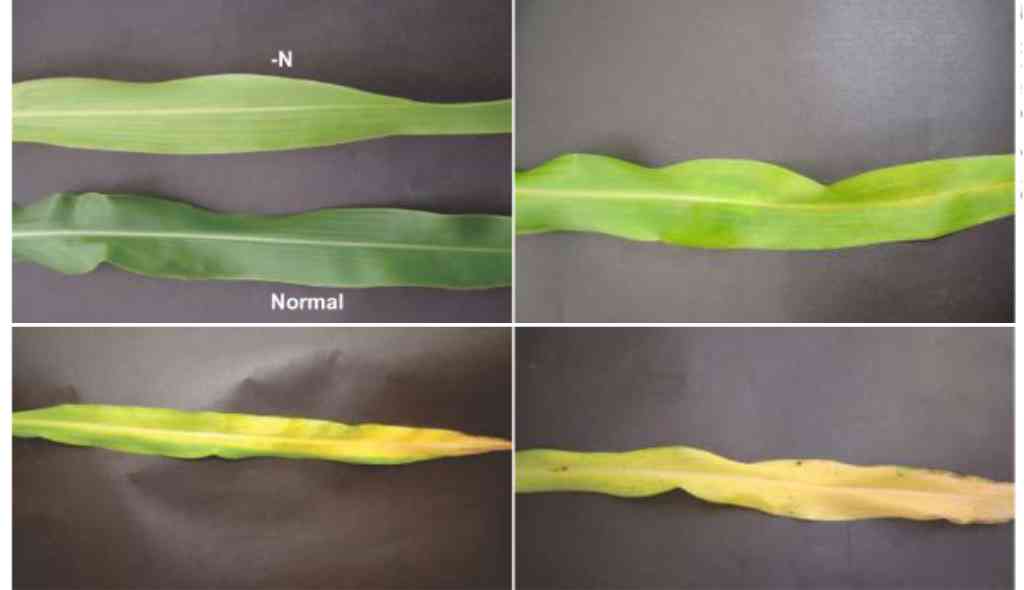 Folhas de sorgo com sintomas de defici~encia de nitrig~enio (N)