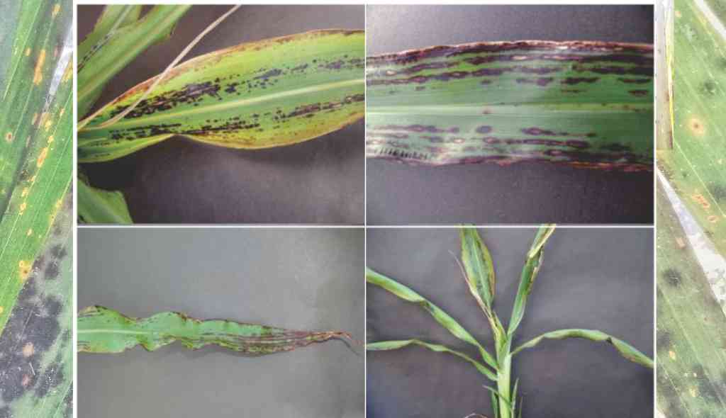 Folhas de sorgo com sintomas de deficiência de potássio (K)