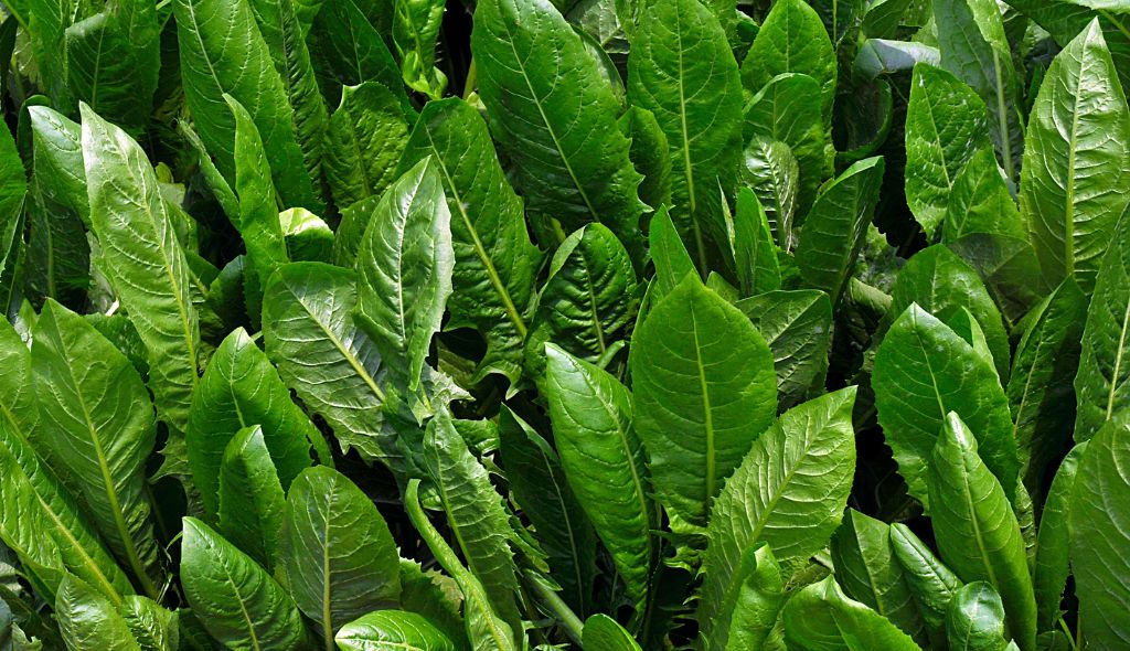 Almeirão: características, como plantar e os benefícios para a saúde