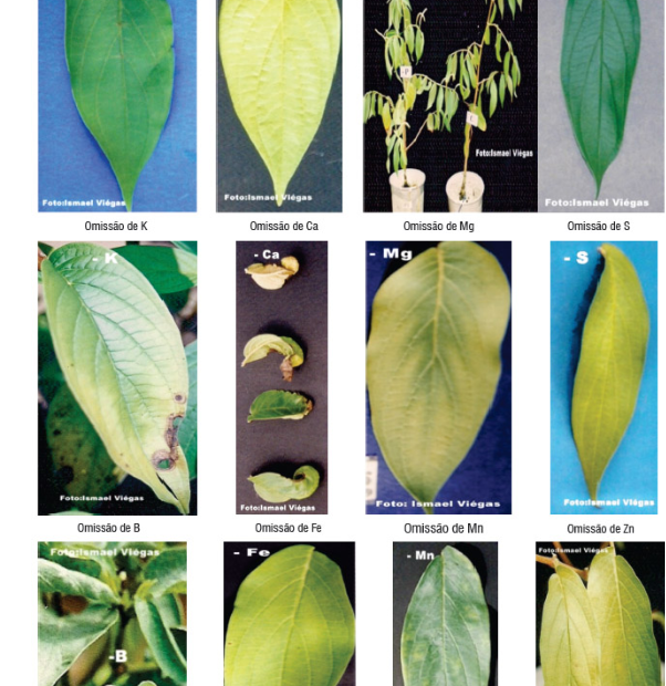 Sintomas de deficiência nutricional em plantas de pimenta-longa (Piper hispidinervum C. DC.) submetidos aos tratamentos em solução nutritiva completa e com omissão de macro e micronutrientes.