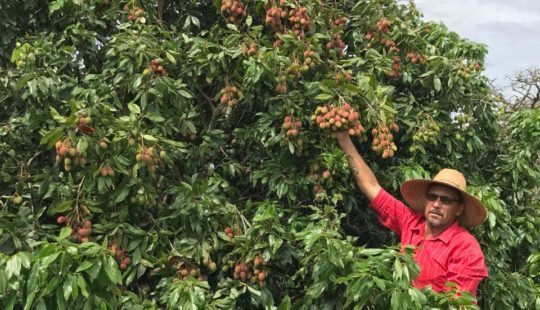 Como plantar e cuidar do pé de lichia