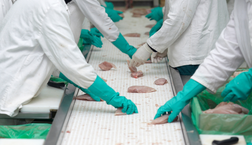 Trabalhadores em agroindústria frigorífica, devidamente uniformizados, manipulando carne de frango
