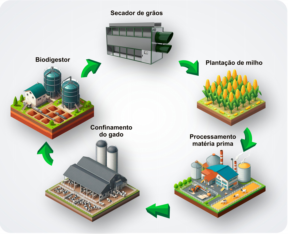 A imagem representa um sistema agropecuário de ciclo fechado, onde cada etapa se conecta de forma inteligente e sustentável. Tudo começa na plantação de milho, que após a colheita segue para o processamento e se transforma em ração. Essa ração alimenta o gado no confinamento, gerando dejetos que são enviados ao biodigestor. O biodigestor produz biogás, que alimenta o secador de grãos — equipamento responsável por retirar a umidade do milho antes do processamento. E assim, o ciclo se reinicia, promovendo eficiência energética, aproveitamento total dos recursos e respeito ao meio ambiente.