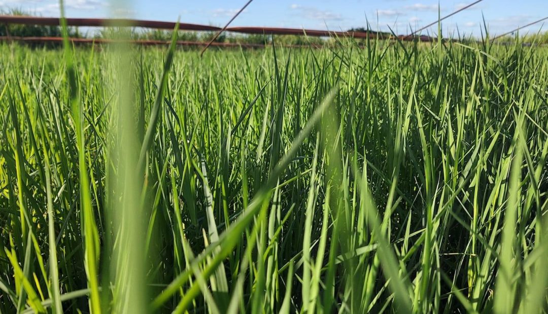 A imagem mostra um pasto de Tifton 85 verde, com o foco em close-up nas folhas finas e eretas da forrageira, que parece estar em pleno desenvolvimento vegetativo.