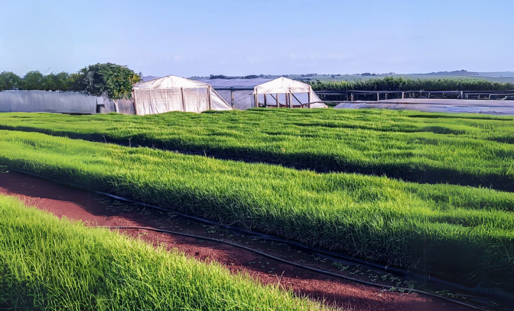 A imagem mostra uma área de produção de mudas de capim Jiggs, organizada em leiras paralelas sobre solo avermelhado, com sistema de irrigação por gotejamento visível entre os canteiros. Ao fundo, há estruturas cobertas com lonas brancas, provavelmente estufas ou áreas de proteção para secagem ou armazenamento. O cenário está em um campo aberto, com vegetação e plantações ao longe, sob um céu limpo e azul, sugerindo boas condições climáticas.