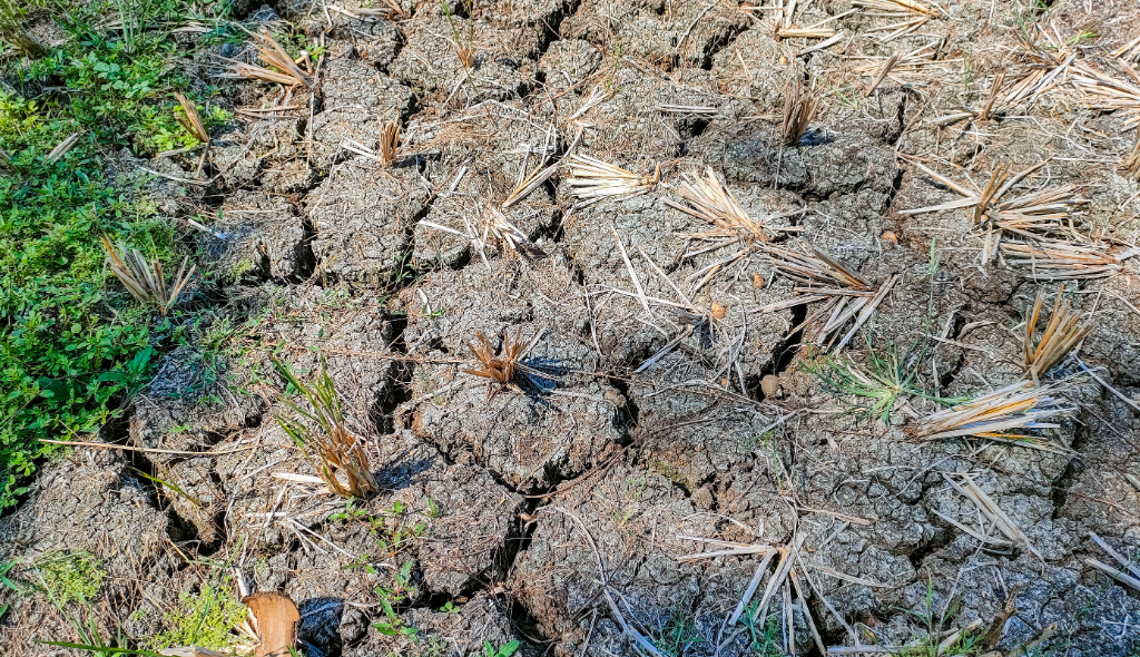 A imagem mostra um solo extremamente seco e rachado, típico de períodos prolongados de estiagem. As fissuras são profundas e irregulares, formando blocos endurecidos de terra. Espalhados pelo chão há restos de palha seca e pequenos tocos de plantas que já foram cortadas ou morreram devido à falta de água. Nas bordas da foto, ainda aparece um pouco de vegetação verde, contrastando com o centro completamente árido. A cena transmite sensação de seca severa e perda de produtividade no solo.