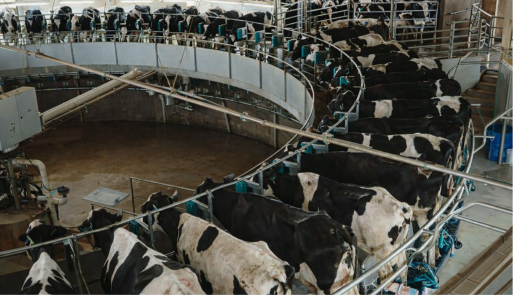 Ordenha mecânica Arkafla Sistema de ordenha rotativa em operação, com vacas organizadas em plataforma circular, representando tecnologia, eficiência e manejo moderno na pecuária leiteira.