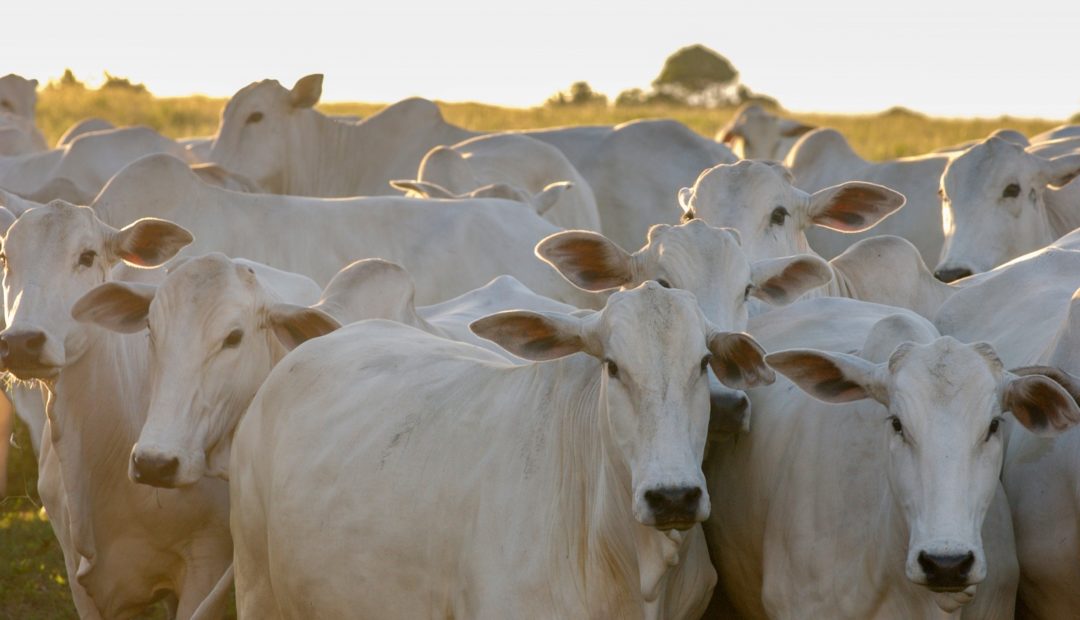 Imagem de um rebanho de gado nelore para ilustrar os animais que a família de Rubikinho participou da importação para o Brasil.