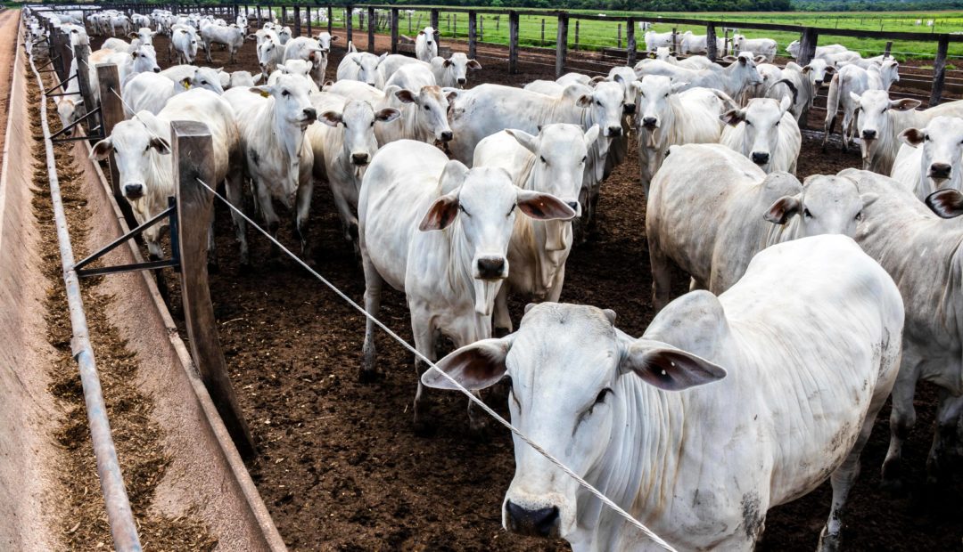 Gado Nelore em confinamento