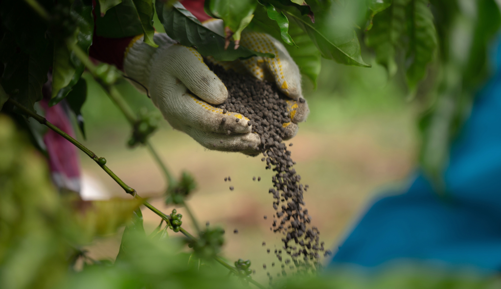 Adubação no "olhômetro" Mãos com luvas segurando fertilizante granulado em um cafezal, com os grãos caindo sobre a lavoura, representando manejo nutricional e adubação na produção de café.